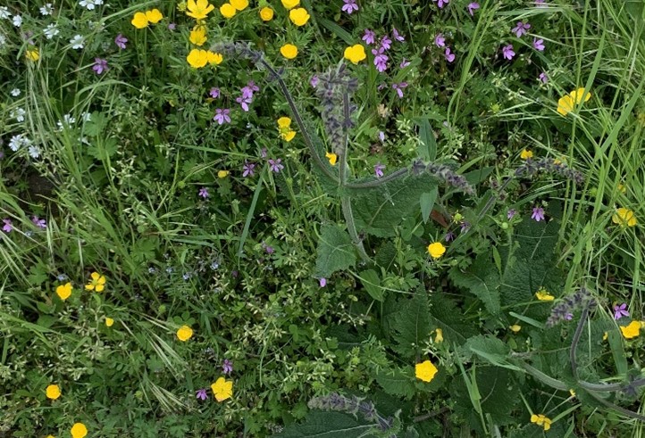 Foto von Kräutern in einer Wiese