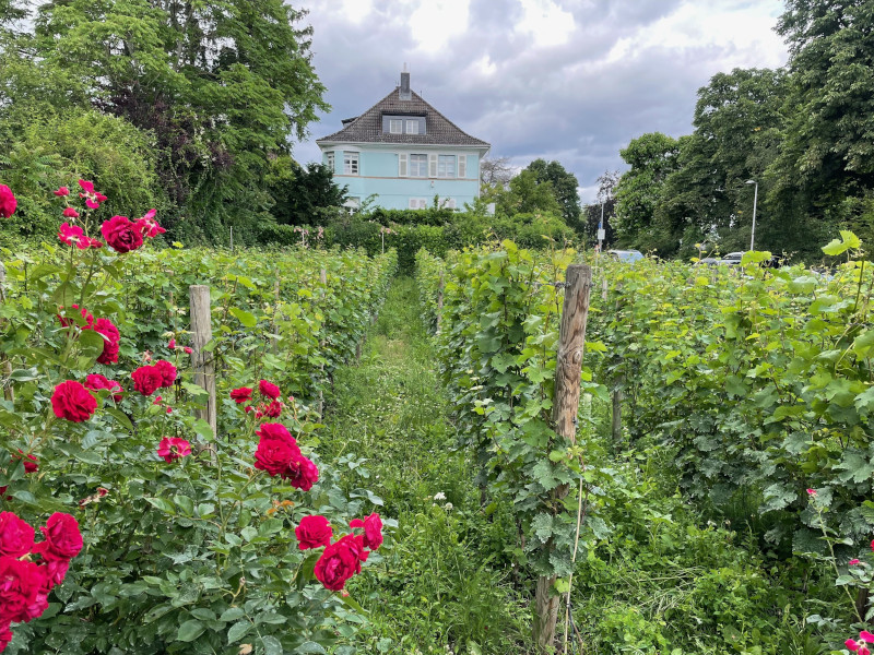 Ansicht Weinberg