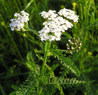 blühende Schafgarbe
